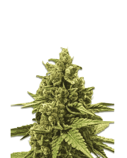 Jelly Bud Seeds Apple Fritter feminisierte Sorte