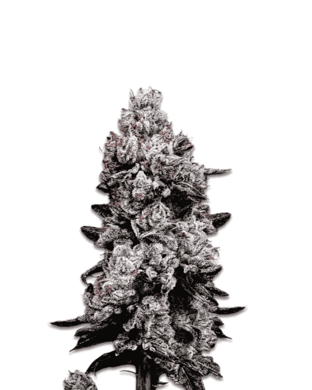 Jelly Bud Lemon Cherry Gelato Auto Blüte mit Harz