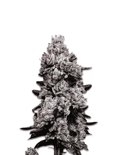 Jelly Bud Lemon Cherry Gelato Auto Blüte mit Harz