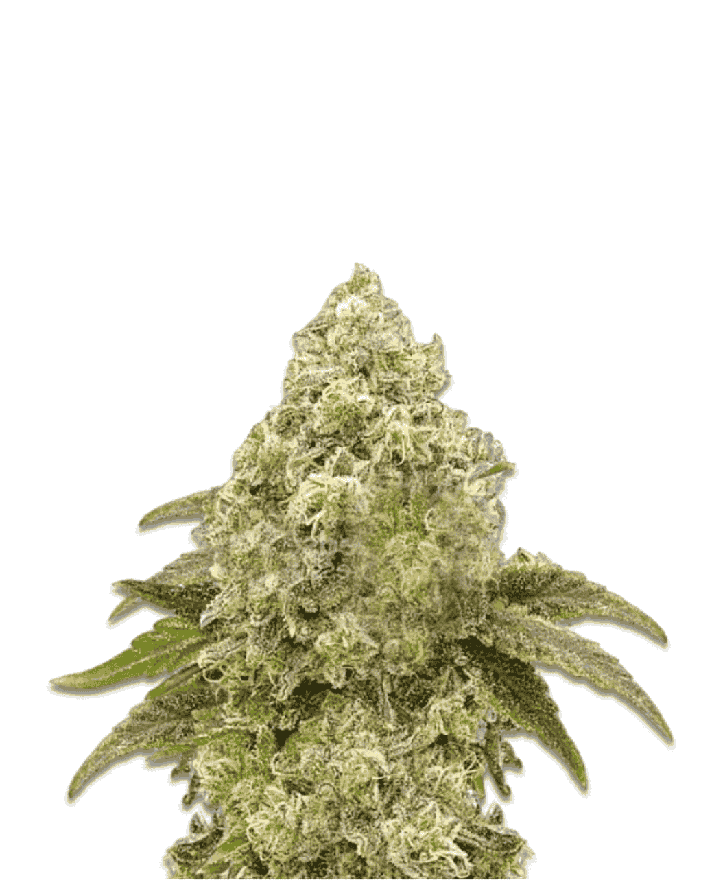 THC-reiche Sorte Super Boof Seeds Jelly Bud