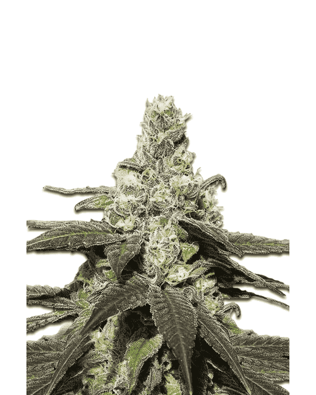 Outdoor Pflanze Jelly Bud Seeds Wedding Cake fem