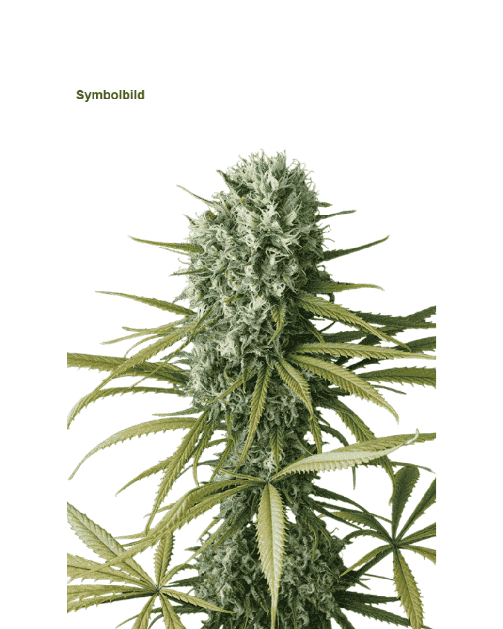 Amnesia Go Fast Jelly Bud Seeds feminisierte Sorte
