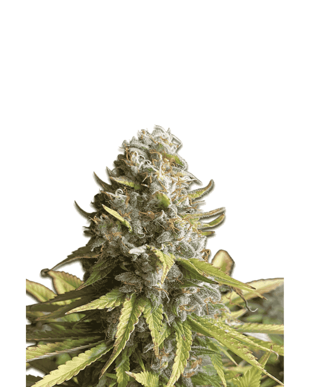 Legendäre AK47 fem Seeds von Jelly Bud