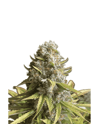Legendäre AK47 fem Seeds von Jelly Bud