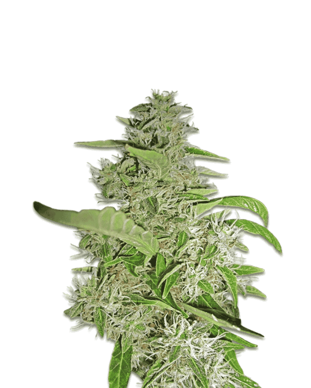 Jelly Bud Big Bud fem Cannabisblüten Detail