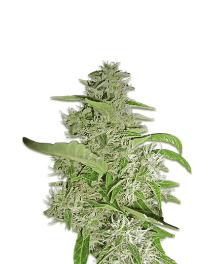 Jelly Bud Big Bud fem Cannabisblüten Detail