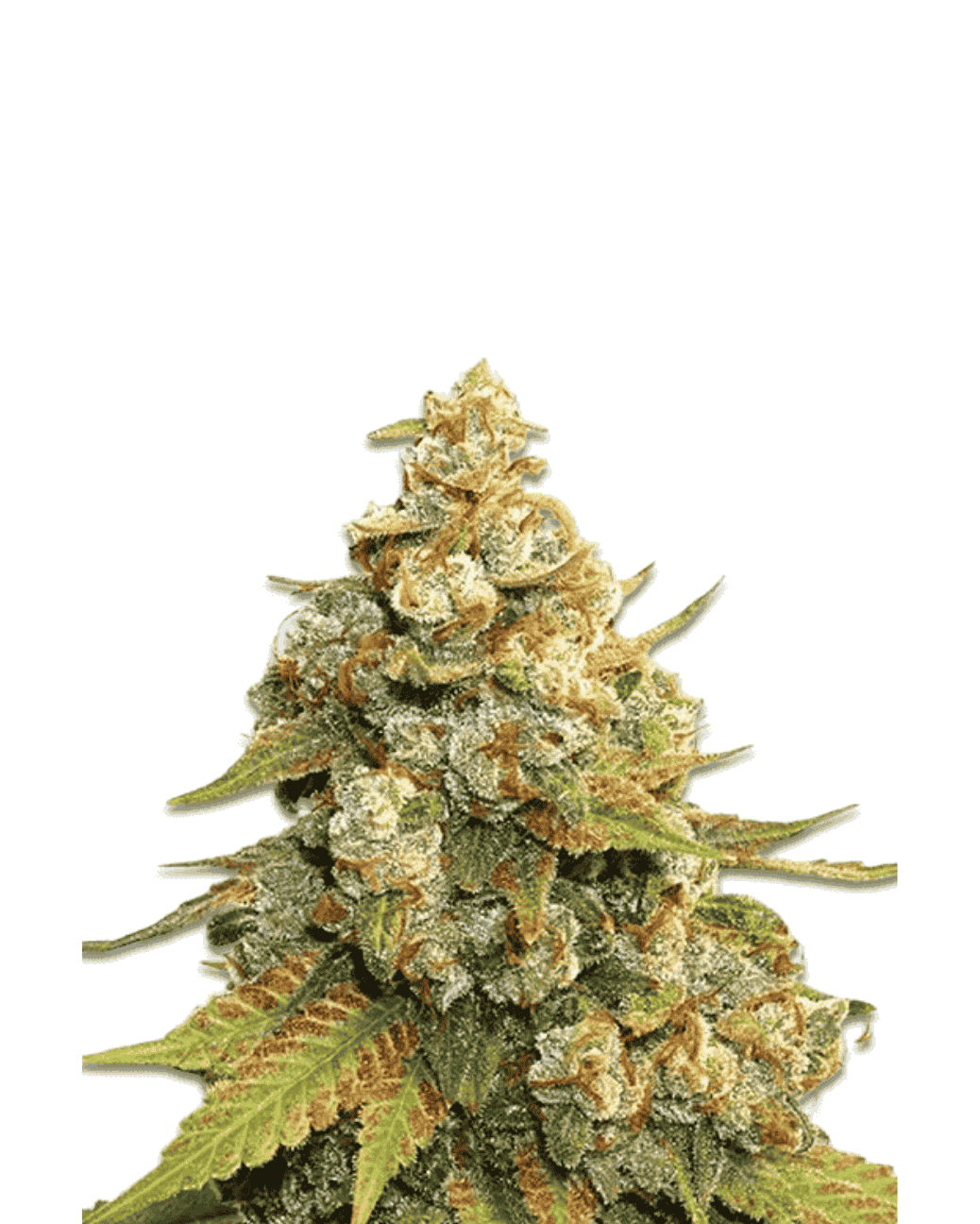 Super Lemon Haze Cannabis Samen Indoor Outdoor