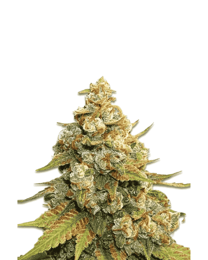 Super Lemon Haze Cannabis Samen Indoor Outdoor