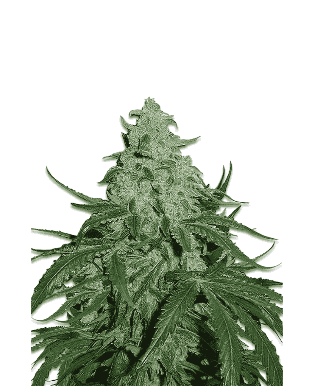 Detailansicht Jelly Bud Seeds Super Skunk feminisiert