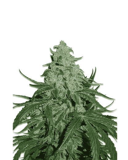 Detailansicht Jelly Bud Seeds Super Skunk feminisiert