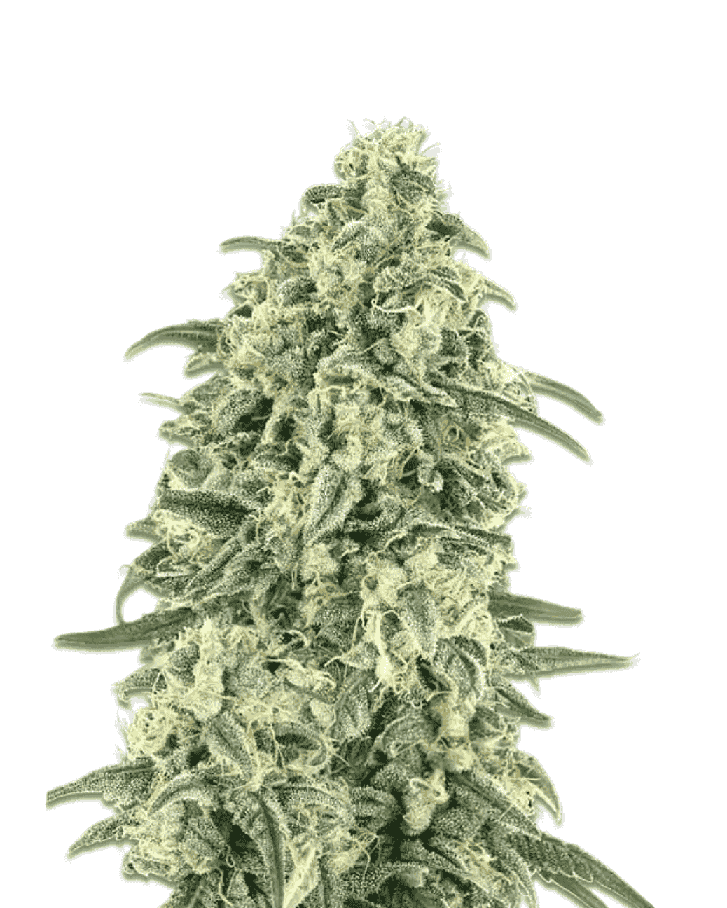 White Widow Auto Seeds 3+1 feminisiert kaufen