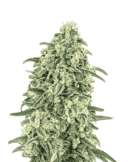 White Widow Auto Seeds 3+1 feminisiert kaufen
