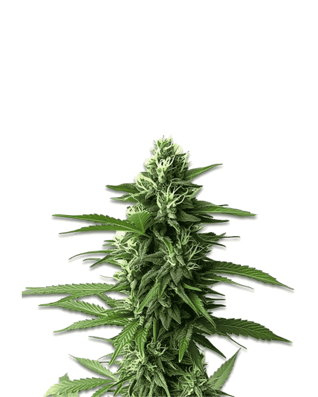 Jelly Bud Seeds Jack Herer feminisierte Sorte