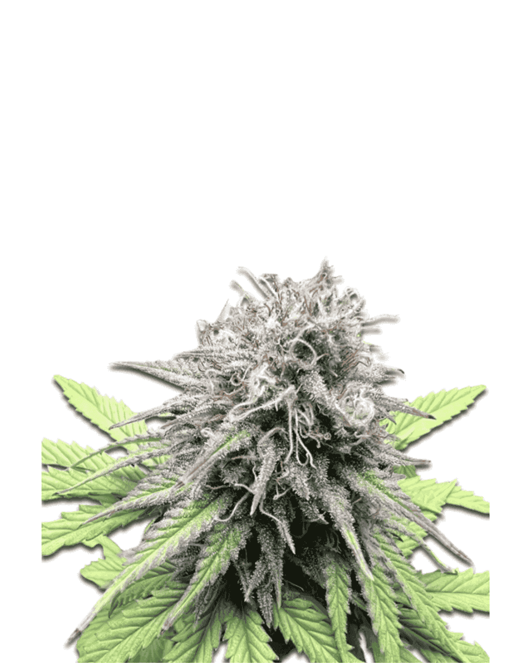Jelly Bud Seeds Lemon Cherry Gelato feminisierte Sorte