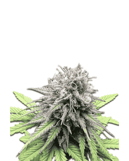 Jelly Bud Seeds Lemon Cherry Gelato feminisierte Sorte