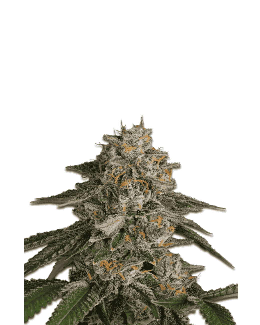 Jelly Bud Seeds Los Angeles Cake feminisierte Sorte