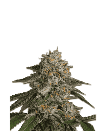 Jelly Bud Seeds Los Angeles Cake feminisierte Sorte