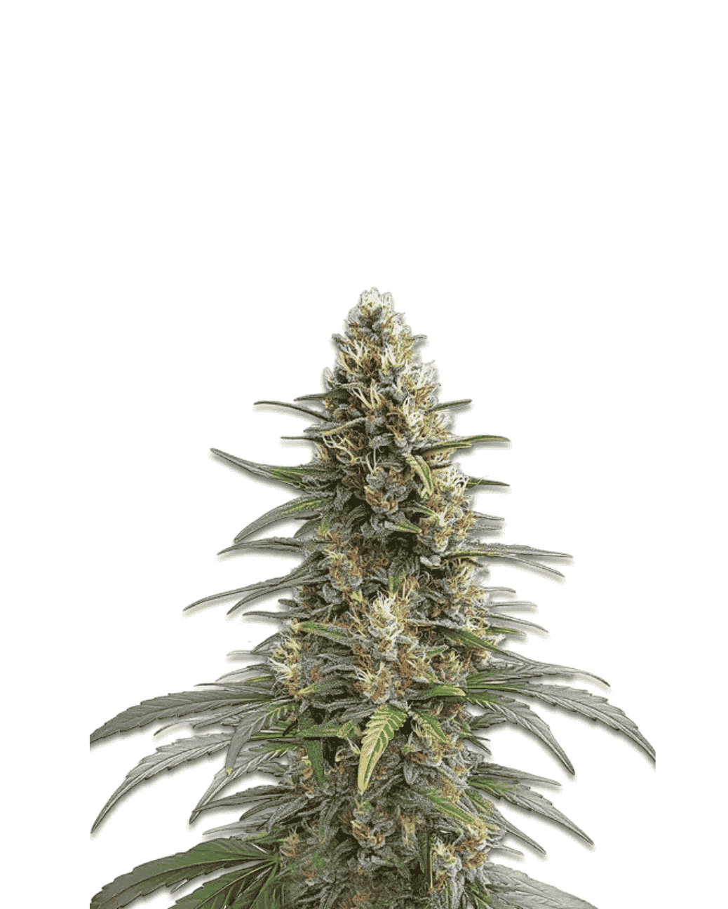 Jelly Bud Seeds Permanent Marker Auto feminisierte Sorte