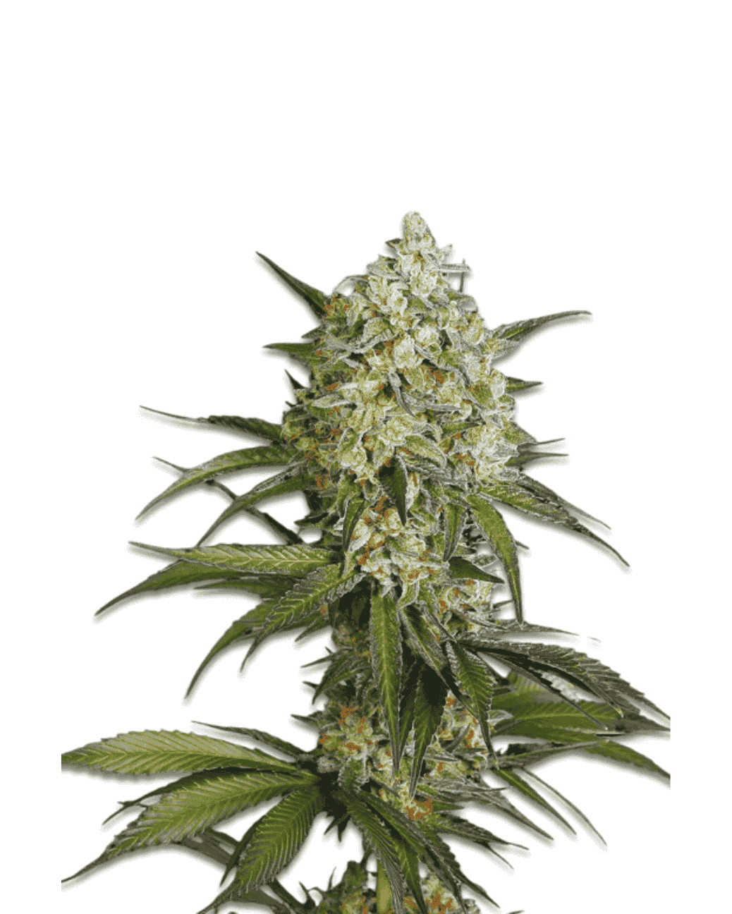 Jelly Bud Seeds Sour Diesel feminisierte Sorte