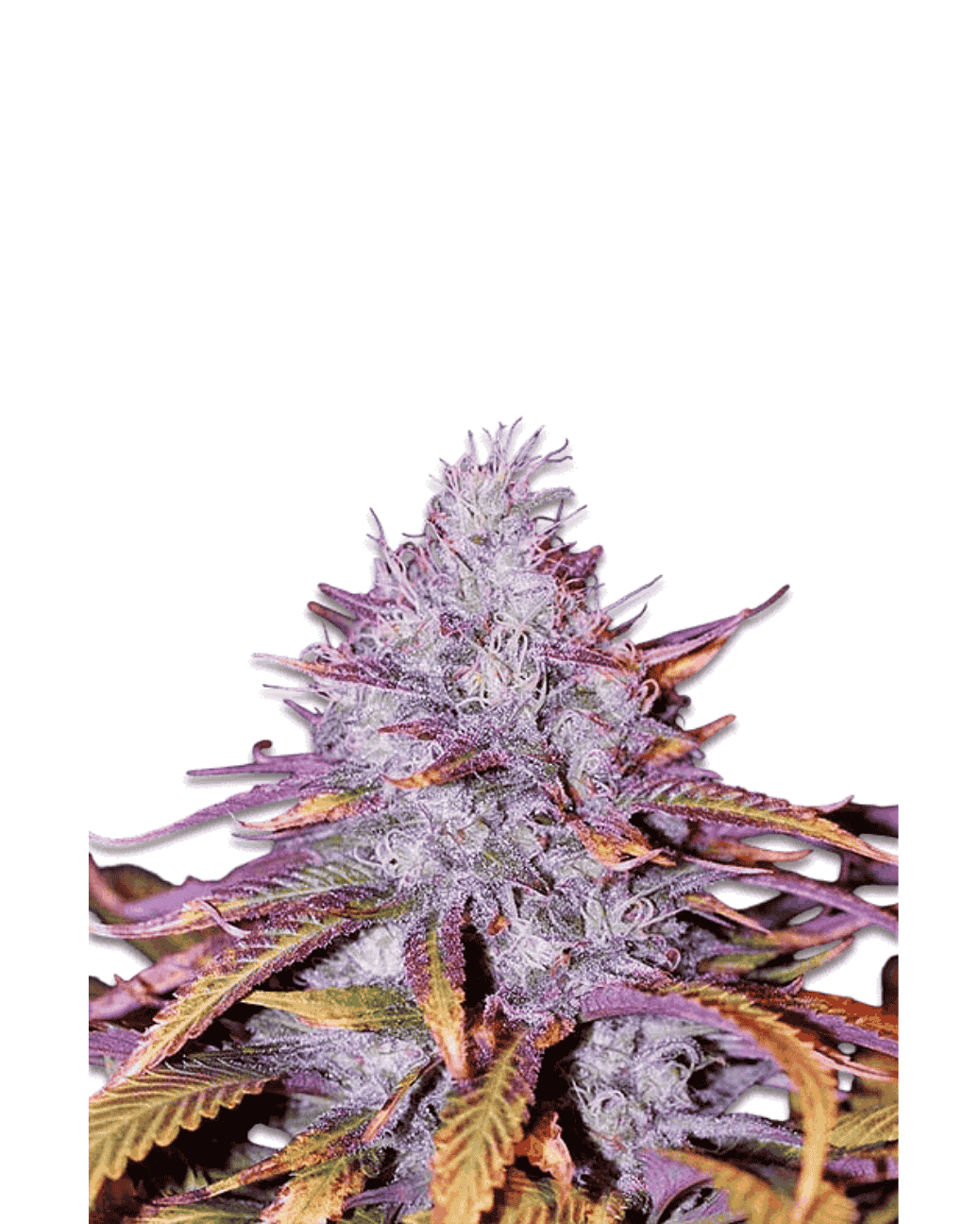 Indoor Grow Blue Dream Seeds fem.
