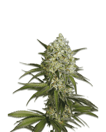 Jelly Bud Seeds Sour Diesel Go Fast feminisierte Samen
