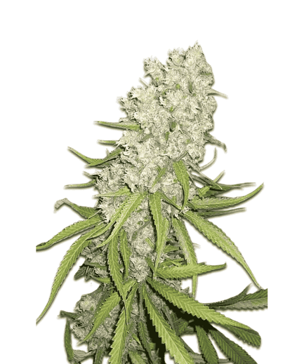 Jelly Bud Seeds Super Silver Haze 3+1 fem Pack