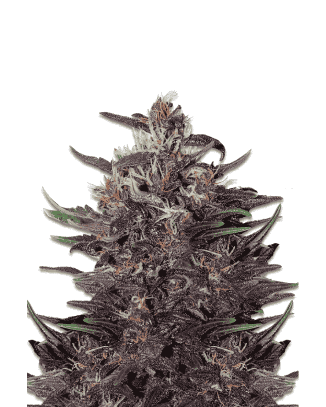 purple-kush-auto-seeds-schnelle-bluete