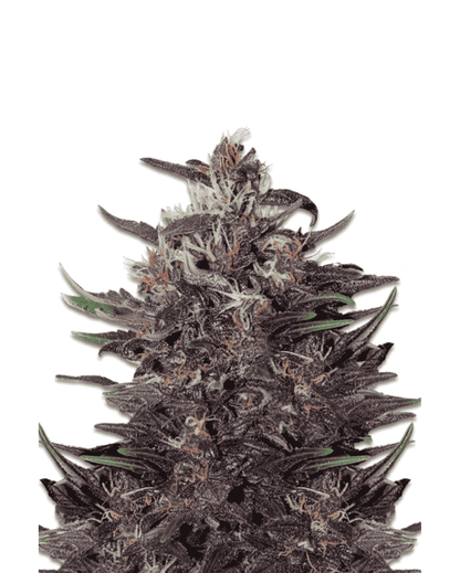 purple-kush-auto-seeds-schnelle-bluete